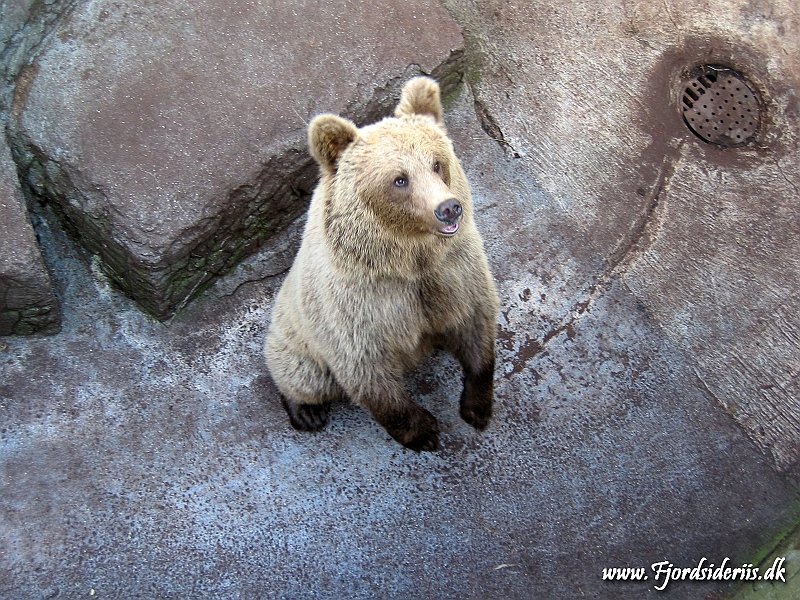 KBH zoo 190703 298.JPG